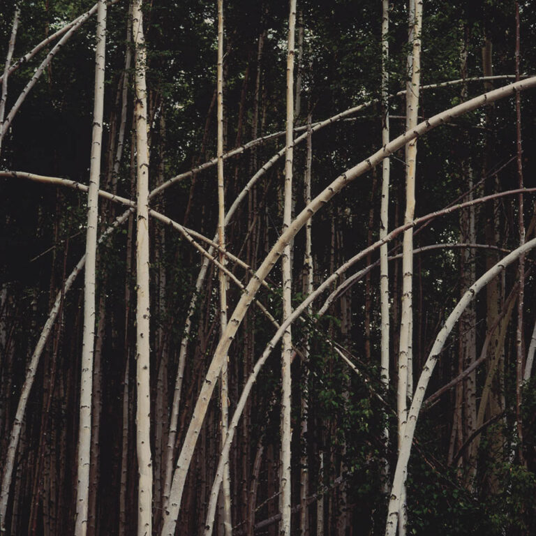 Paper Birch Caper, Alaska