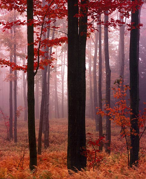 Forest and Ferns III, Vermont
