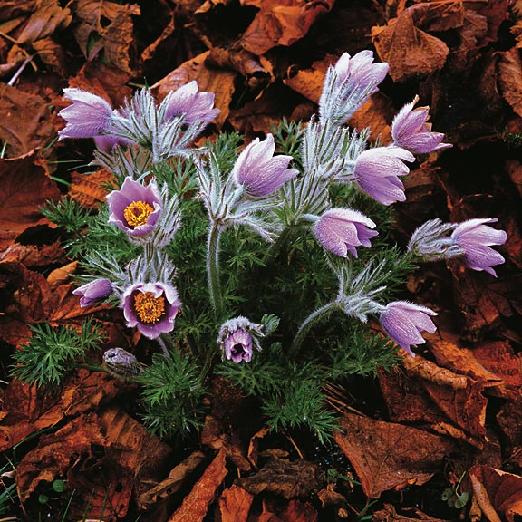 Pascal Lily, Oregon