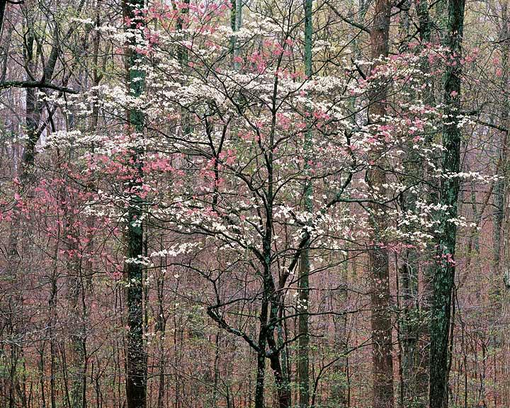 Trees