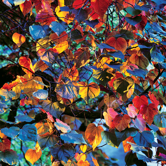 Resplendant Leaves at Sunset, Oregon
