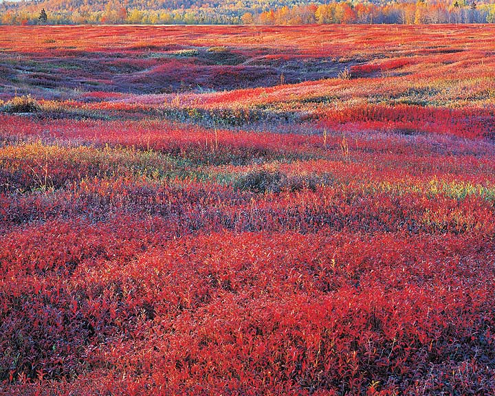 Sunrise & Autumn Blueberries, ME