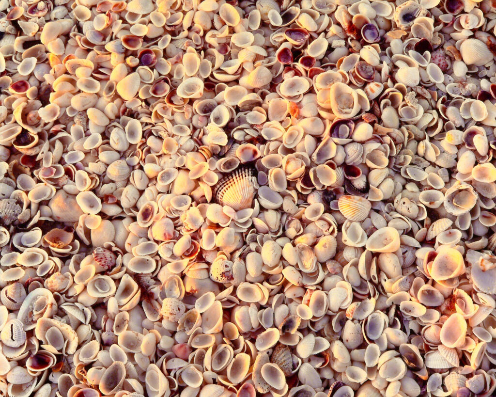 Sanibel Shells, Florida