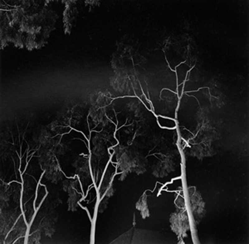 Tree Study, Balboa Island