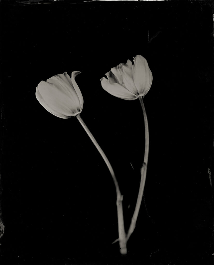 Simply Tulips