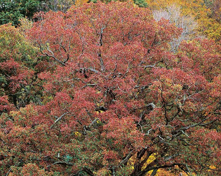 Stormy Red Oak, VA