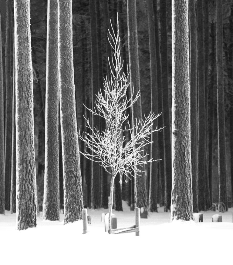 Frosty Forest