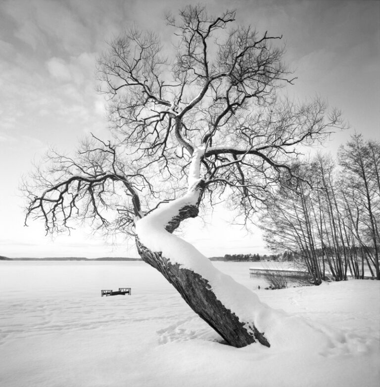 Leaning Tree