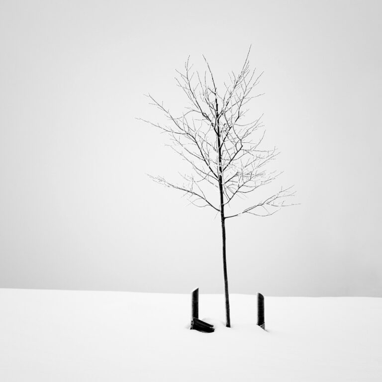 New Tree