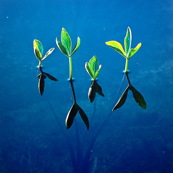 Spring Waterplants, Newfoundland