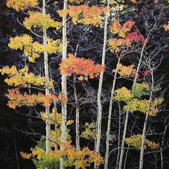 Truffula Aspens, Colorado