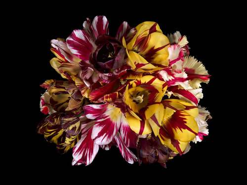 Broken Tulip Blooms
