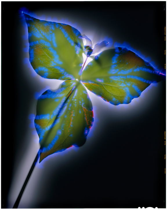 Trillium
