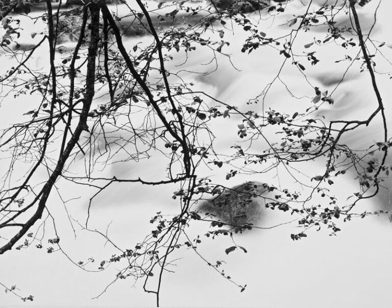 Branches Over Merced River**