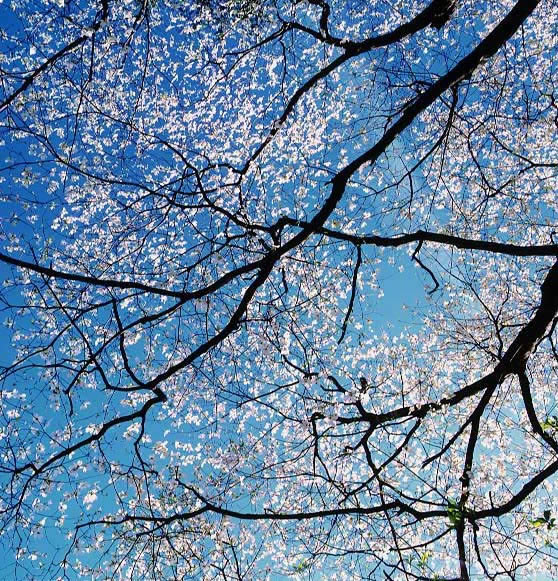 White Dogwood Canopy, Kentucky