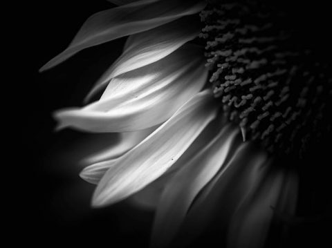 Whispers X