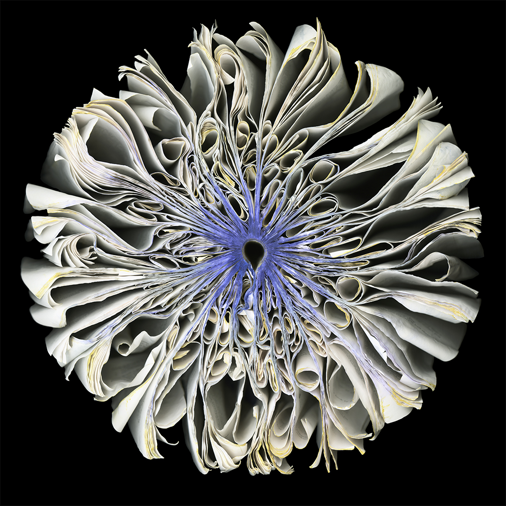 White Iris