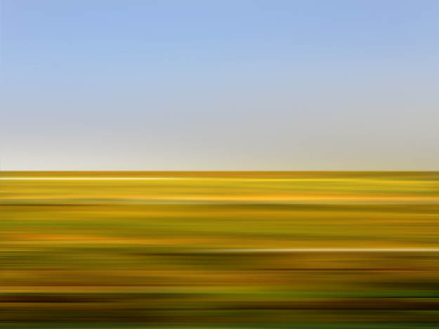 Wildflower1: Yellow Sweet Clover