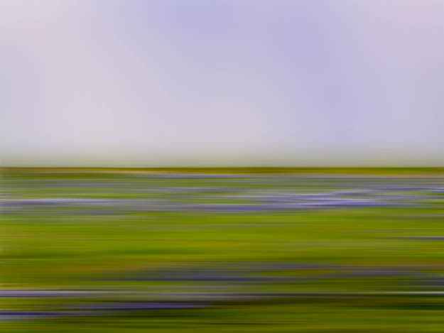 Wildflower2
