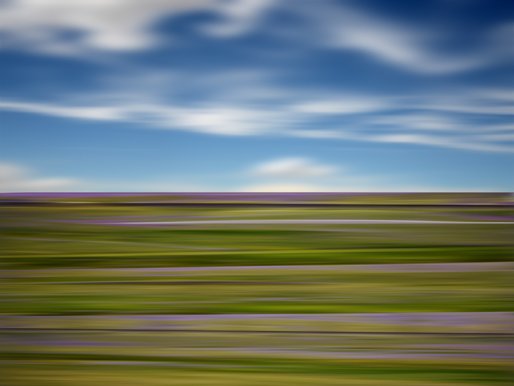 Wildflower32