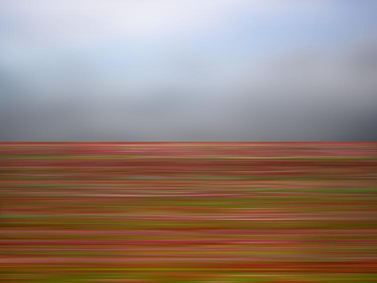 Wildflower37