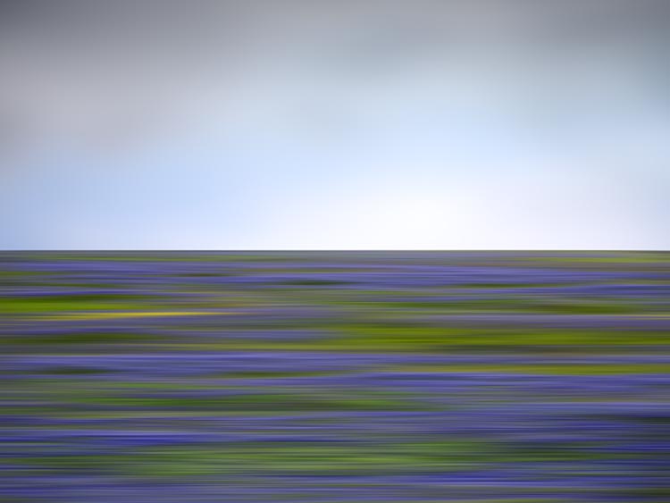 Wildflower40