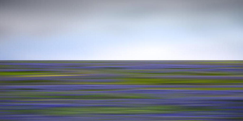 Wildflower40