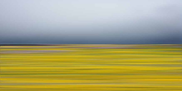 Wildflowers51
