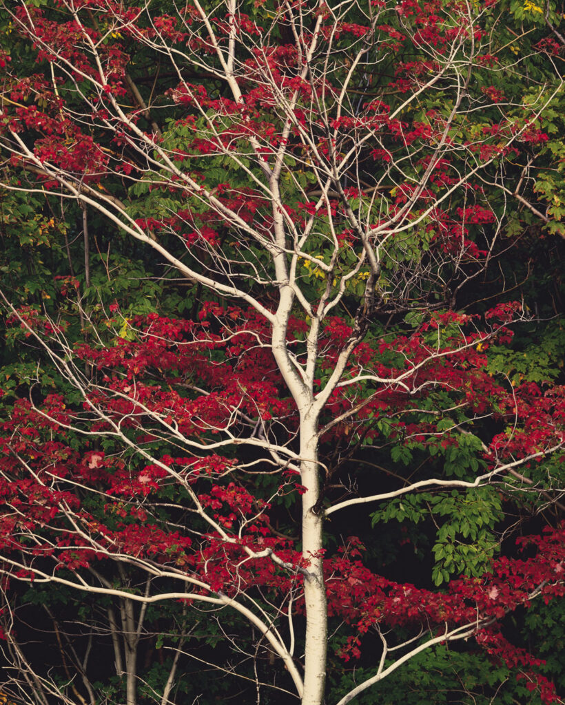 White Lightning, New Hampshire