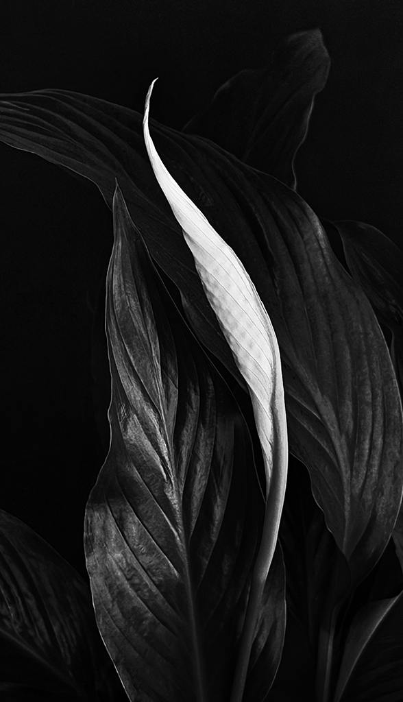 Peace Lily