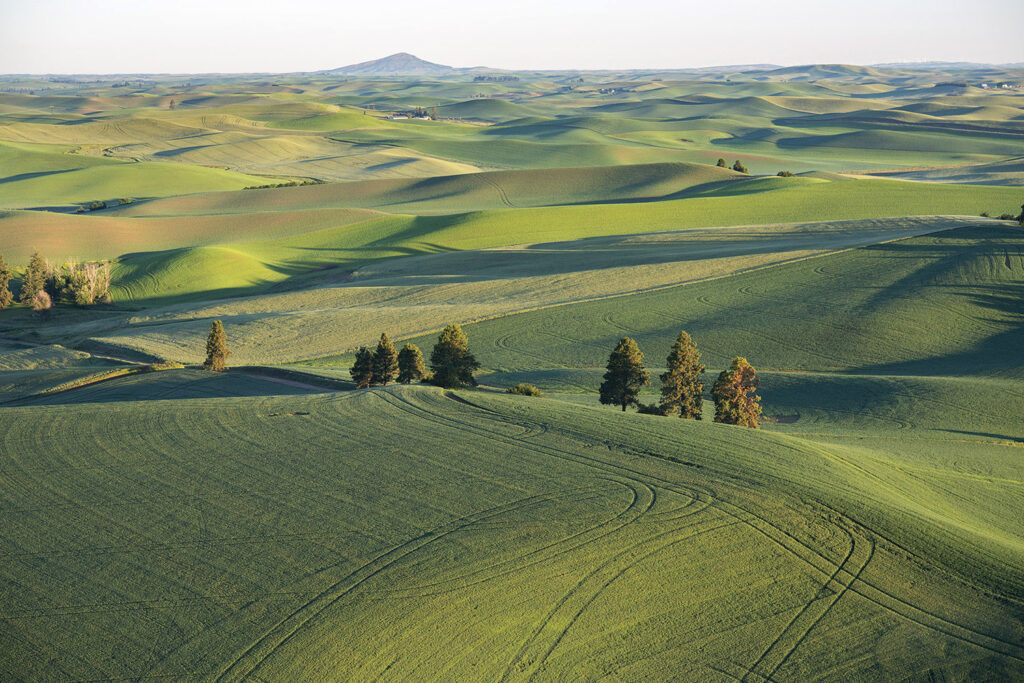 The Palouse, Washington and Idaho #8892