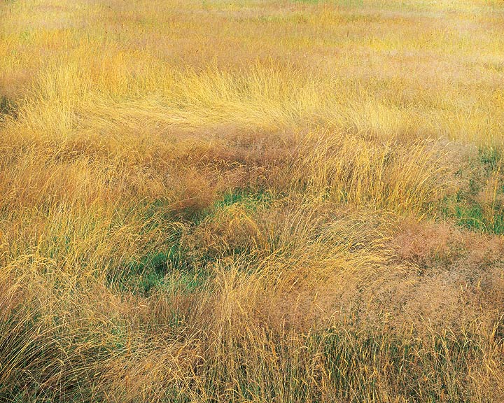 *Blooming Grasses, Connecticut*