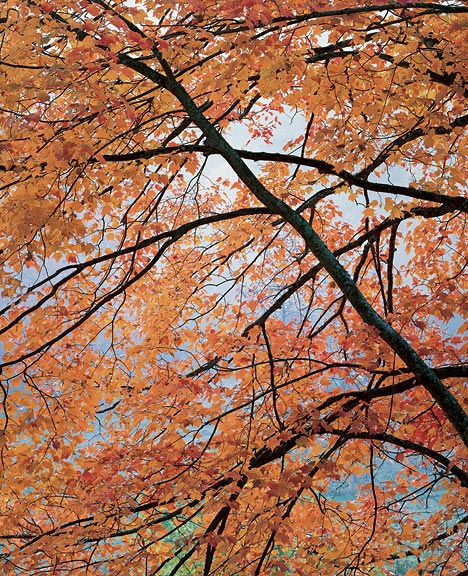 *Churchyard Maple, North Carolina*
