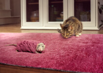 Knit Rat