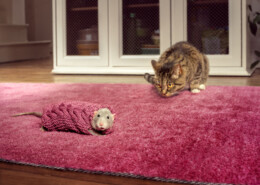 Knit Rat