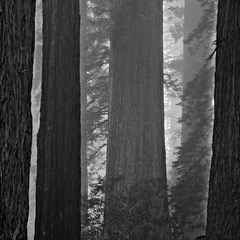 Lady Bird Grove, Redwood National Park