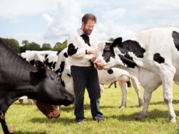 Cows