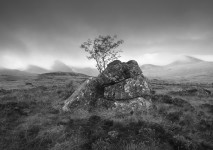 Tree & Rock, Rannoch Moor, Scotland