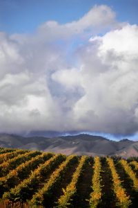 Edna Valley Vineyards