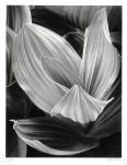 Corn Lily, Eastern Sierra Nevada (Sold)