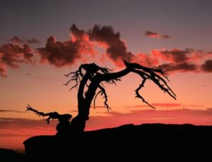 Storm Clouds at Sunset, Jeffrey Pine on Sentinel Dome, Yosemite