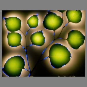 Eucalyptus polyanthemos