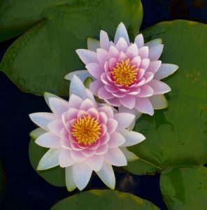Two Lilies, Ahwahnee, California