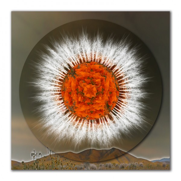 Safeguarding Poppies Mandala – 2