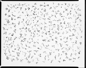 Ivy Tentacles on Glass