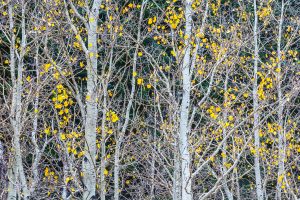 Aspen Leaves, Lee Vining Canyon