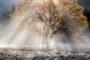Autumn, Elm & Sunbeams, Cook’s Meadow