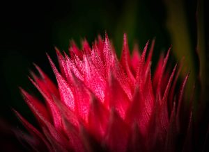 Awakening: Red Points