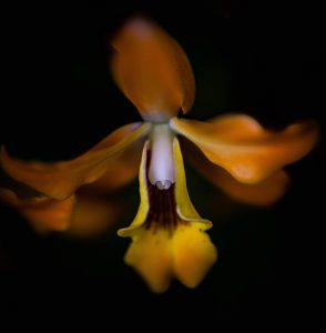 Awakening: Yellow Orchid