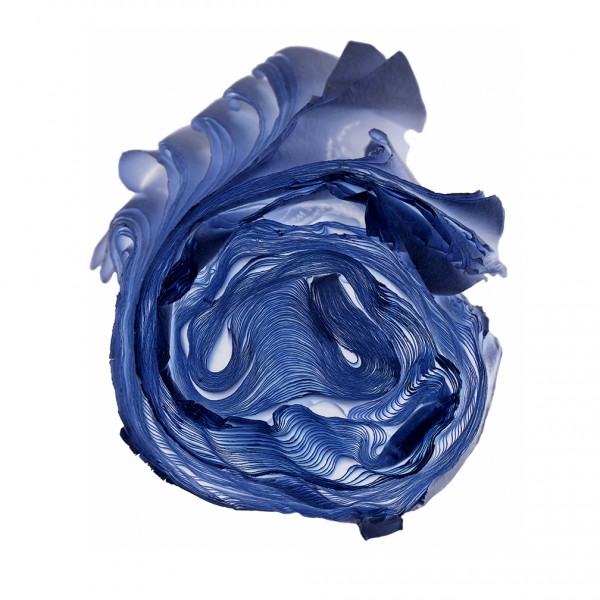 Blue Rose